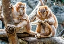 یہودیوں کا بندر بن جانا